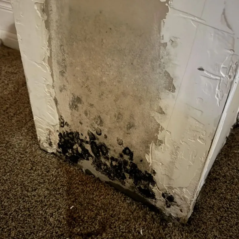 Professional Mold Removal in Goliad County, TX